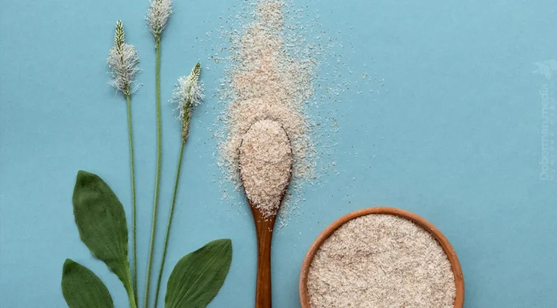 Fiber and Anal Sex: How Psyllium Turns Anxiety into Confidence