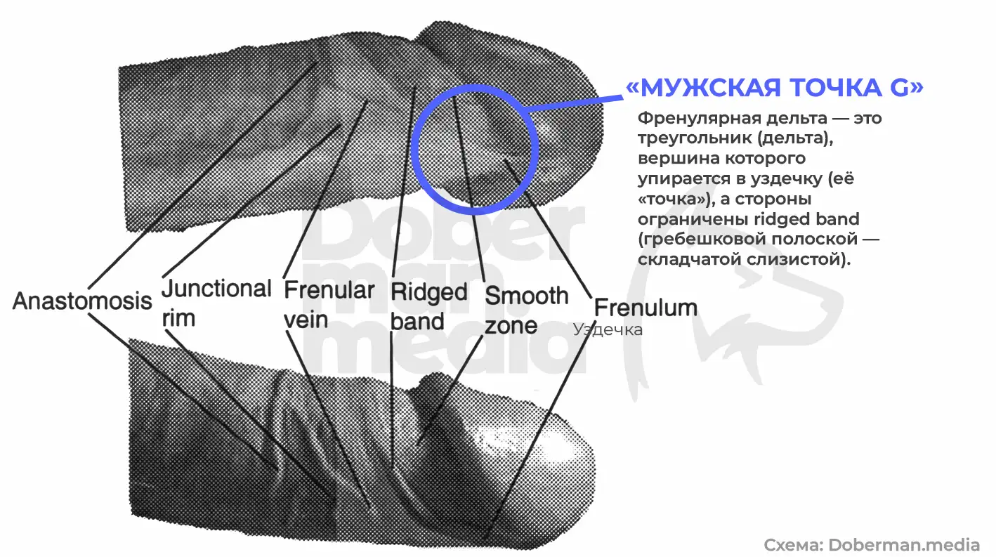 Где находится «мужская точка G»? Испанские ученые официально подтвердили существование главного центра удовольствия (нет, это не простата) 1 4234234